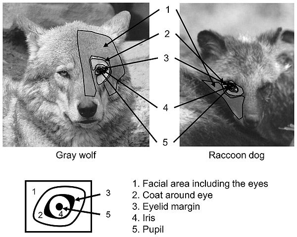 Picture 1 of Dogs communicate with each other with their eyes