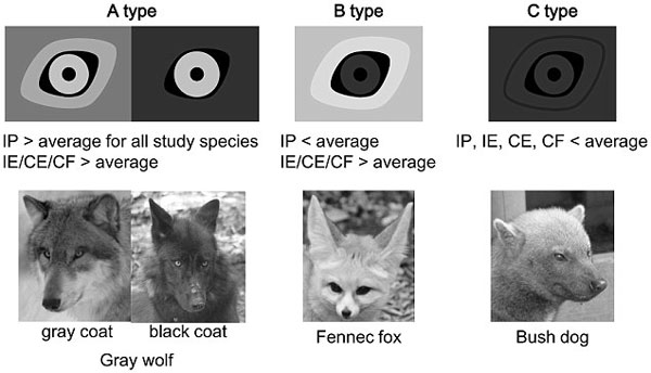 Picture 2 of Dogs communicate with each other with their eyes