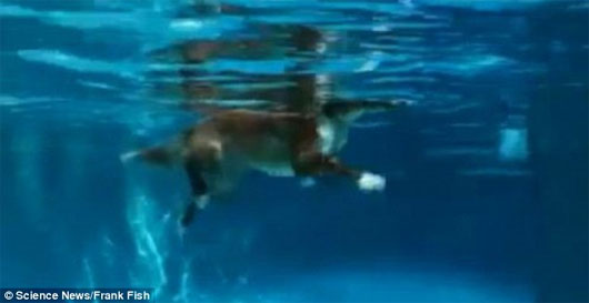 Picture 1 of Dogs don't swim, but run underwater