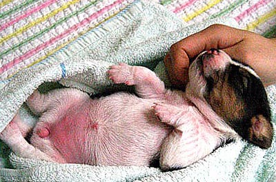 Picture 1 of Dogs glow in the night