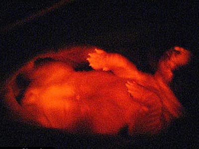 Picture 2 of Dogs glow in the night