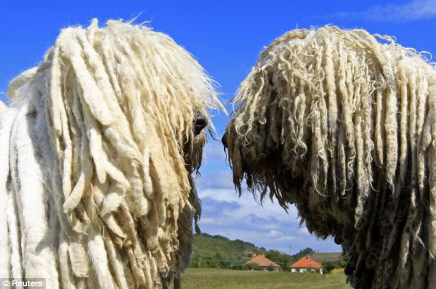Picture 1 of Dogs have long twisted fur