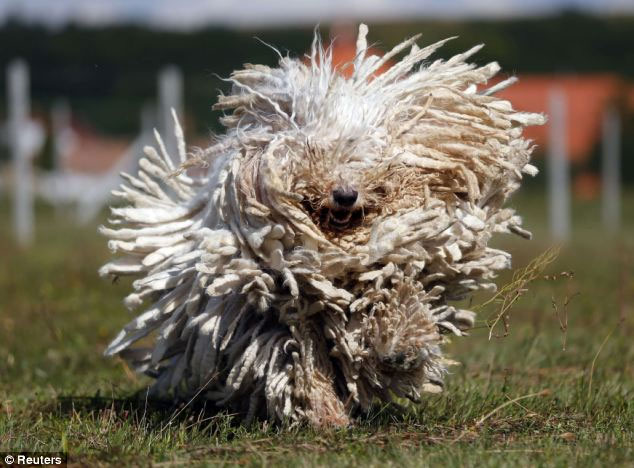 Picture 2 of Dogs have long twisted fur