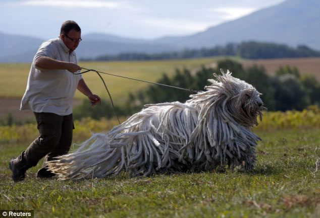 Picture 3 of Dogs have long twisted fur
