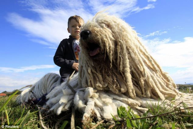 Picture 4 of Dogs have long twisted fur