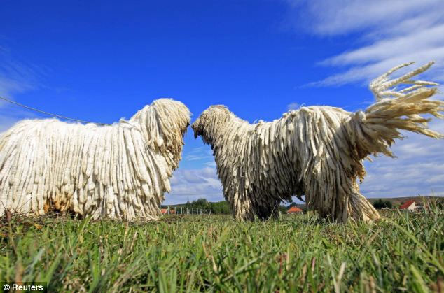 Picture 5 of Dogs have long twisted fur