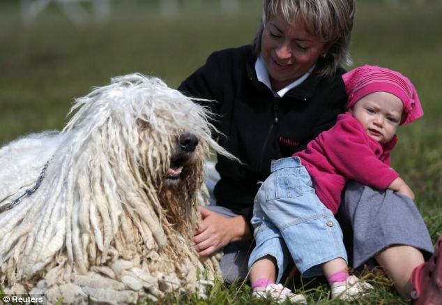 Picture 6 of Dogs have long twisted fur