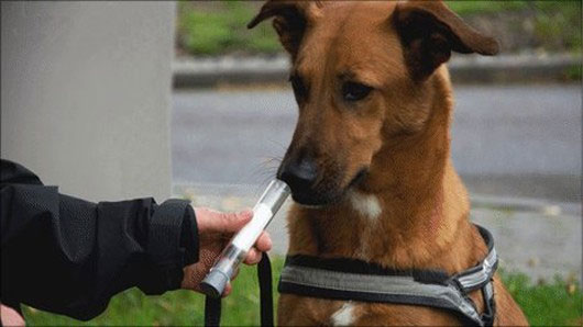 Picture 1 of Dogs have the ability to detect ... lung cancer