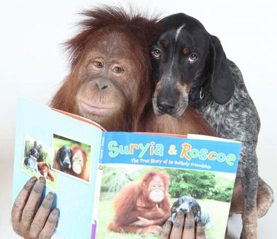 Picture 1 of Dogs make friends with orangutans