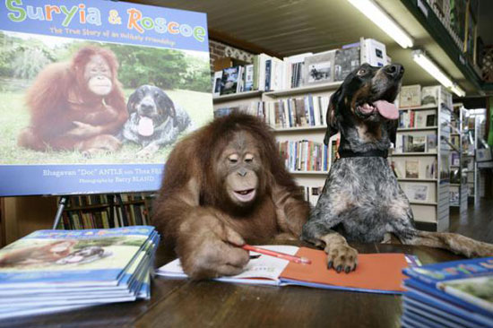 Picture 11 of Dogs make friends with orangutans