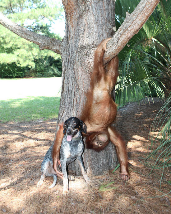 Picture 2 of Dogs make friends with orangutans