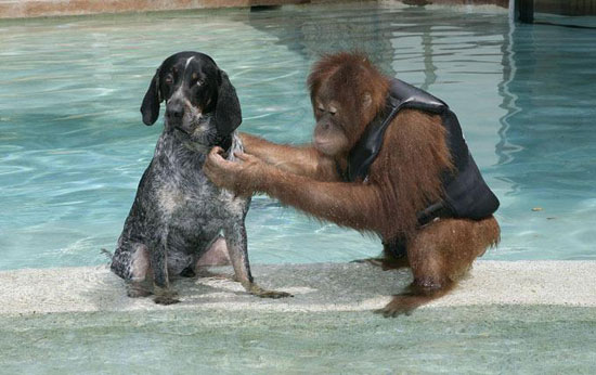 Picture 3 of Dogs make friends with orangutans