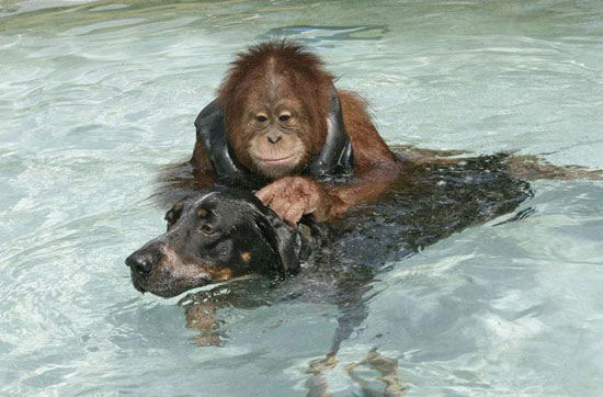 Picture 4 of Dogs make friends with orangutans