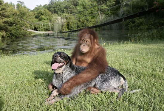 Picture 5 of Dogs make friends with orangutans