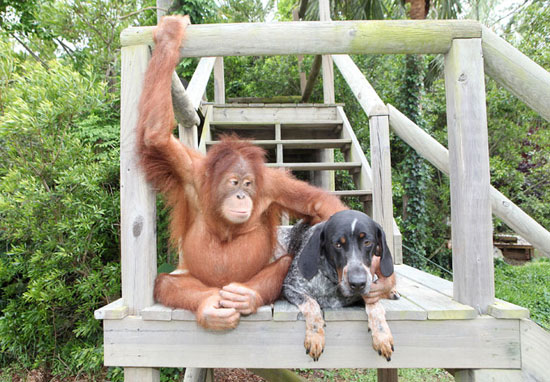 Picture 6 of Dogs make friends with orangutans