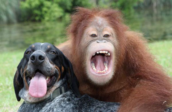 Picture 7 of Dogs make friends with orangutans
