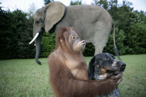 Picture 8 of Dogs make friends with orangutans