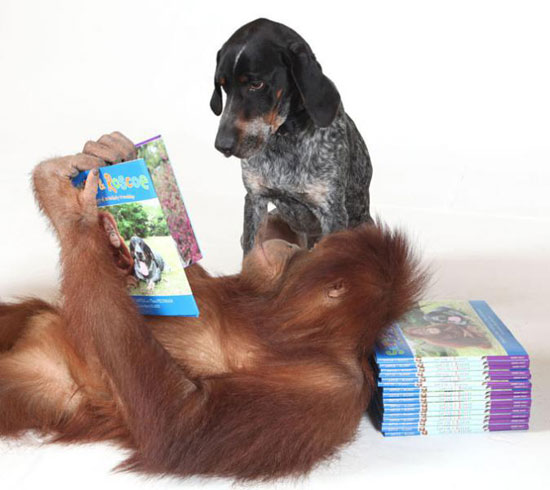 Picture 9 of Dogs make friends with orangutans