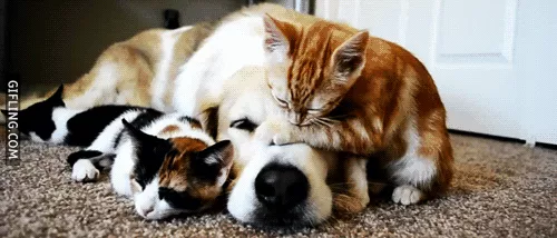 Picture 3 of Dogs or cats love humans more?  There have been official conclusions from science!