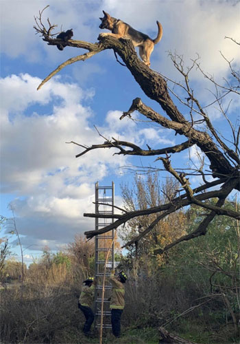 Picture 1 of Dogs stuck in the treetops for cat chasing