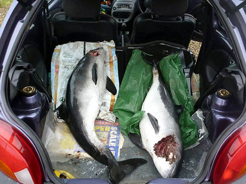 Picture 5 of Dolphins also kill fellow species for entertainment