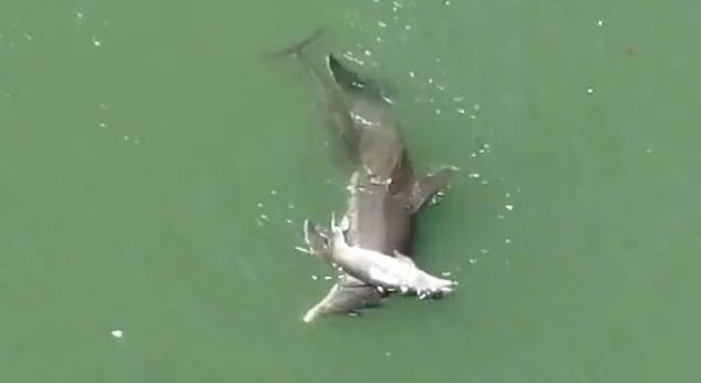 Picture 2 of Dolphins hug their bodies and push them to the surface in despair