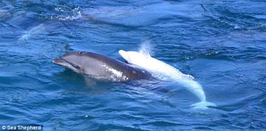 Picture 1 of Dolphins kill themselves because of losing children