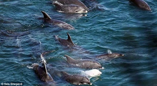 Picture 2 of Dolphins kill themselves because of losing children