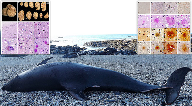 Picture 1 of Dolphins scavenge with Alzheimer's as human beings and cause very worrying