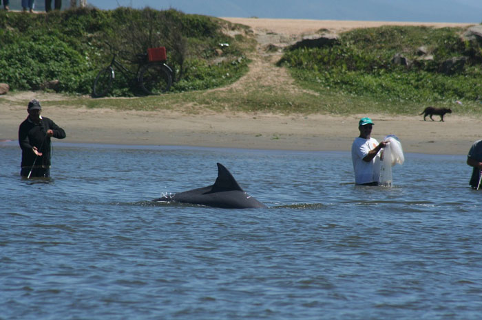 Picture 1 of Dolphins show the way for fishermen to catch fish