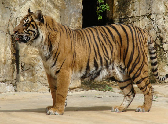 Picture 1 of Domestic dog virus threatens Asian tigers