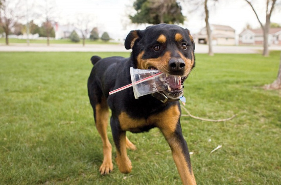 Picture 1 of Domestic dogs are formed by the 'landfill'.