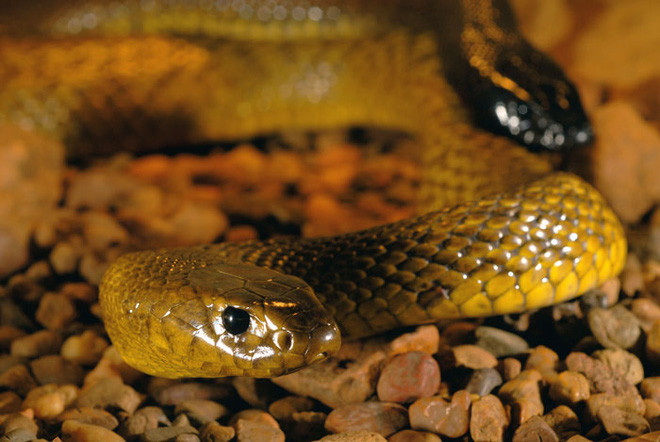 Picture 2 of Domestic Taipan: The venomous snake kills 100 people at once