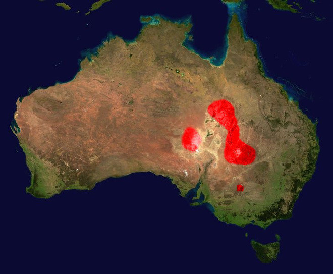 Picture 3 of Domestic Taipan: The venomous snake kills 100 people at once