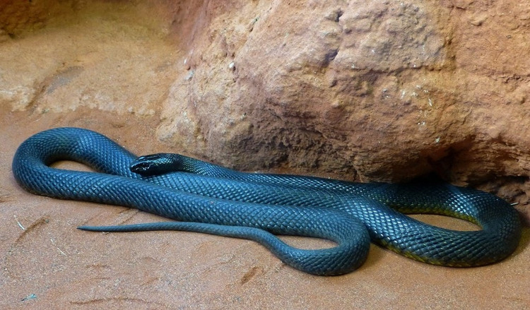 Picture 4 of Domestic Taipan: The venomous snake kills 100 people at once
