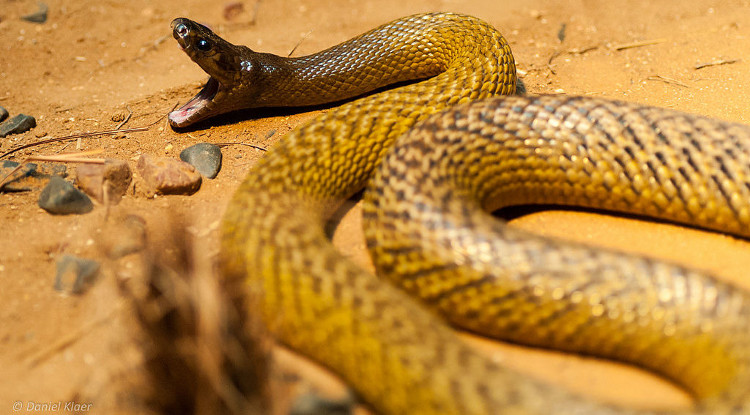 Picture 5 of Domestic Taipan: The venomous snake kills 100 people at once