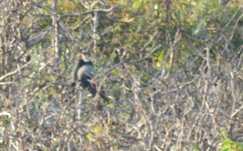 Picture 1 of Dong Nai first appeared black-shanked douc langur