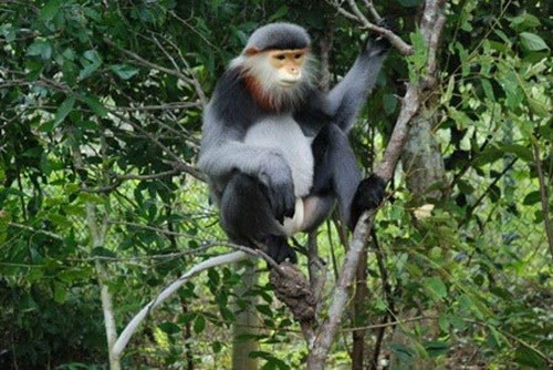 Dong Nai first appeared black-shanked douc langur