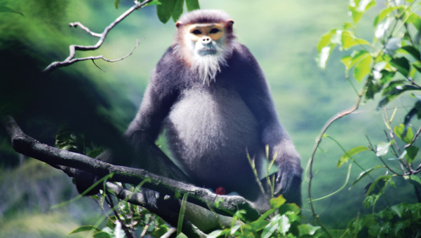 Picture 3 of Dong Nai first appeared black-shanked douc langur