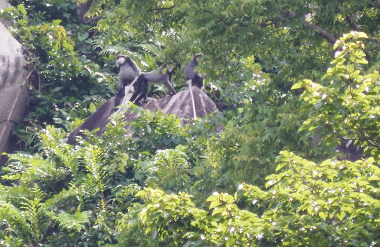 Picture 4 of Dong Nai first appeared black-shanked douc langur