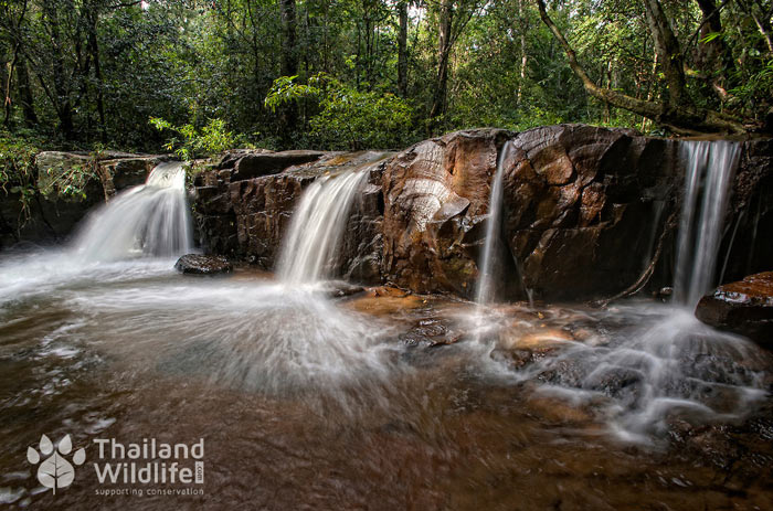 Picture 1 of Dong Phaya Yen - Khao Yai forest complex
