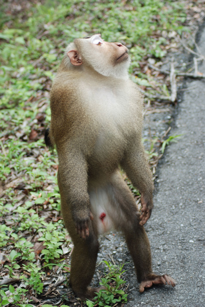 Picture 10 of Dong Phaya Yen - Khao Yai forest complex