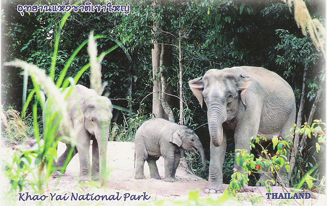 Picture 9 of Dong Phaya Yen - Khao Yai forest complex