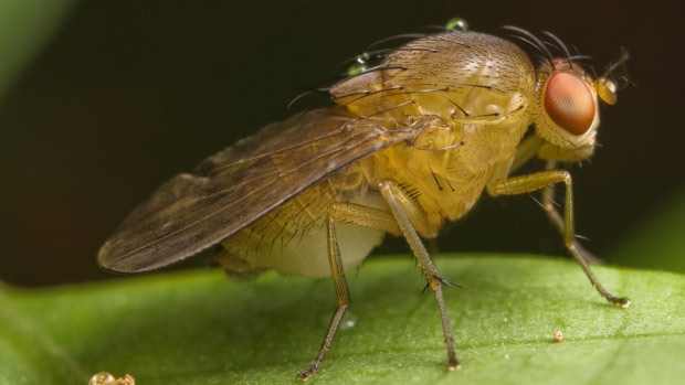Picture 6 of Don't be shocked to know this truth: Too much of our bodies are exactly like ... flies and bananas