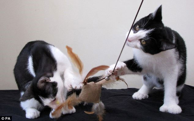 Picture 2 of Double mutant cat 54 toes