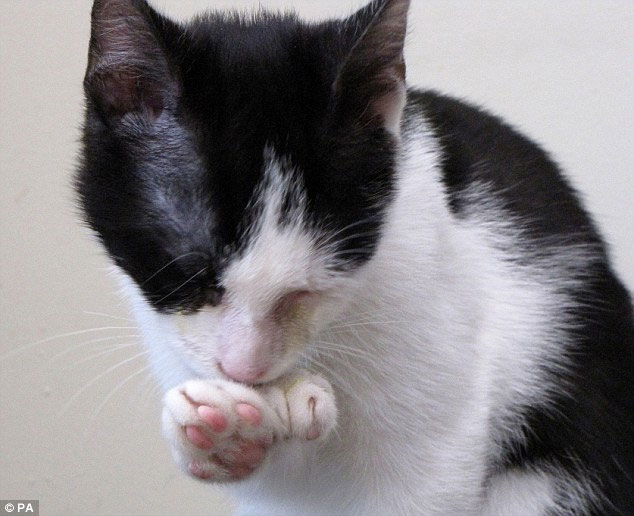 Picture 3 of Double mutant cat 54 toes