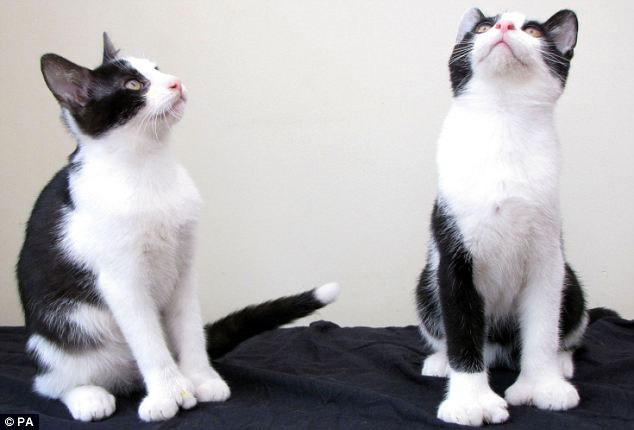 Picture 4 of Double mutant cat 54 toes