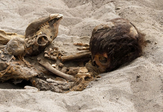 Picture 5 of Doubts surrounding an 800-year-old mass grave in Peru