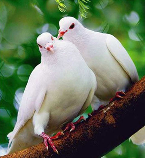 Picture 3 of Dove - The intelligent bird of the animal world