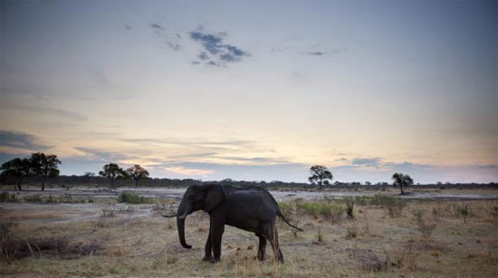 Picture 1 of Dozens of elephants died from poisoning